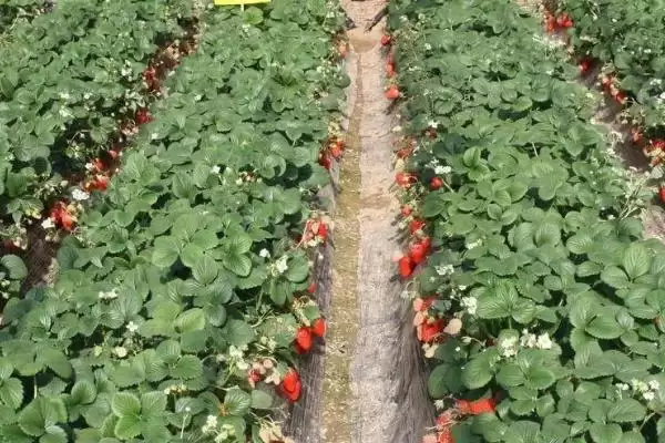 图片[4]-冬季草莓移栽如何提高成活率，及时进行除草松土、培根以及补苗工作-会东网