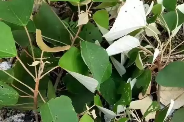 图片[3]-什么是白背叶？认识白背叶要了解哪些关键的植物形态和特性？-会东网