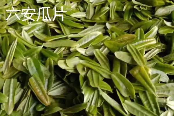 图片[8]-认识中国十种名茶的方法和重点？认识中国十种名茶要做好哪些细节？-会东网