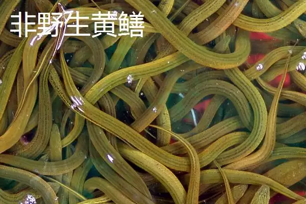图片[3]-如何辨别黄鳝是否野生？鉴别黄鳝是否野生要掌握哪些辨别技巧？-会东网