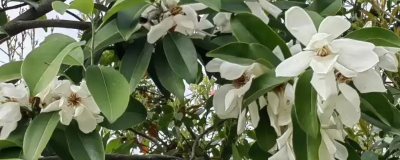 深山含笑和乐昌含笑有什么区别？区分深山含笑和乐昌含笑要关注什么？-会东网