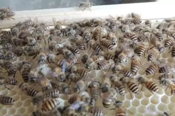 没起王台能人工分蜂吗,没有王台完全可以人工分蜂插图3 没起王台能人工分蜂吗,没有王台完全可以人工分蜂插图3