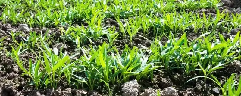 空心菜的种植间距 ,空心菜行株距多少比较合适呢?-会东网