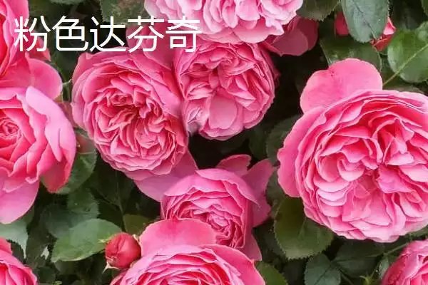 图片[11]-认识月季品种的方法和重点？认识月季品种要做好哪些细节？-会东网