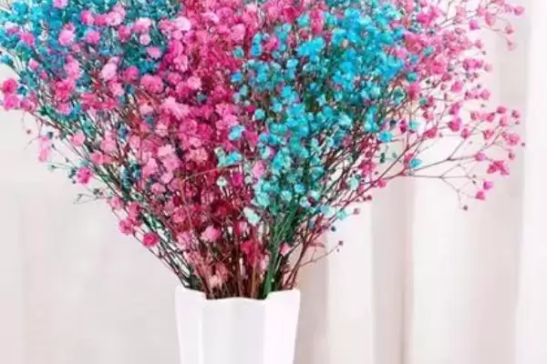 图片[3]-买回来的满天星干花如何打理 ,满天星干花要放在什么环境-会东网