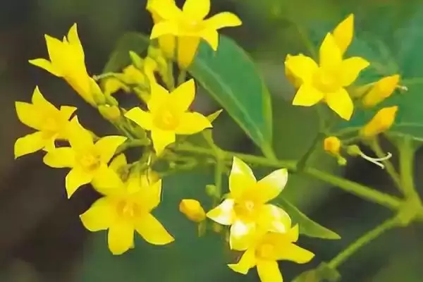 图片[4]-见血封喉的毒性有多强，是世界上最毒的树-会东网