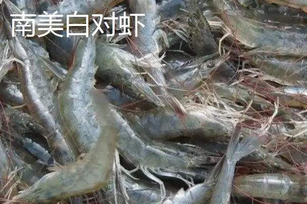 图片[2]-南美白对虾和中国对虾的差异大揭秘：外形和分布的不同之处-会东网