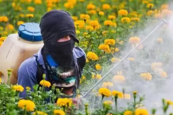 图片[5]-菊花夏天的放置问题 ,夏天菊花放外面要做哪些防护呢？-会东网