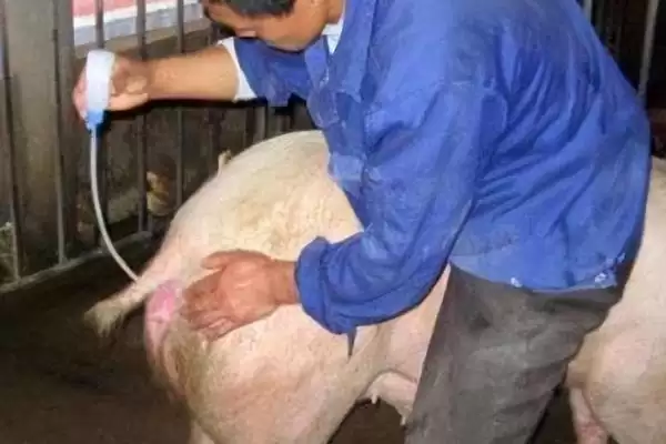 母猪产后不吃食应该怎么办呢,母猪产后不吃食需依实际情况采取措施插图1