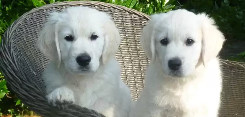 比较猪和狗嗅觉灵敏程度的方法和重点?养猪与动物特性研究有哪些关联细节?插图 比较猪和狗嗅觉灵敏程度的方法和重点?养猪与动物特性研究有哪些关联细节?插图