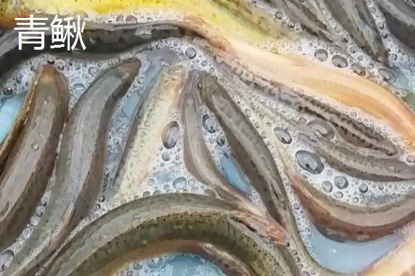 图片[3]-泥鳅苗价格揭秘：品种不同价格各异的真相-会东网