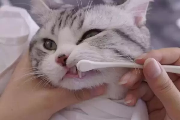 图片[7]-为什么猫咪会有脚臭？探究猫咪脚臭原因要考虑哪些猫咪卫生、生理和环境因素？-会东网