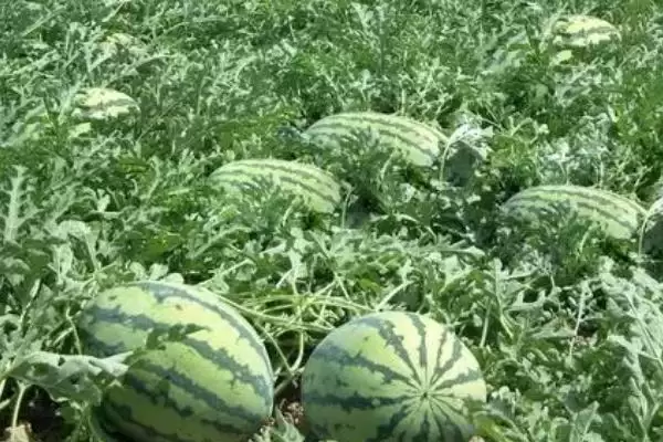 识别西瓜蚜虫危害症状的方法和重点?观察西瓜蚜虫要做好哪些细节?插图3 识别西瓜蚜虫危害症状的方法和重点?观察西瓜蚜虫要做好哪些细节?插图3