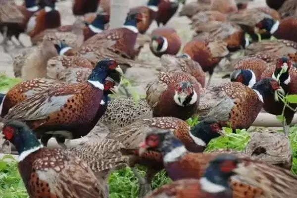 认识人工山鸡养殖优势的方法和重点?养鸡要做好哪些特种养殖优势挖掘?插图2 认识人工山鸡养殖优势的方法和重点?养鸡要做好哪些特种养殖优势挖掘?插图2