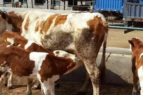 牛应激反应的表现与应对：精神紧张、四处张望的背后原因插图2