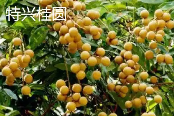 图片[3]-四川泸州市的特色水果？了解四川泸州市特色水果要知晓哪些地域特产信息？-会东网
