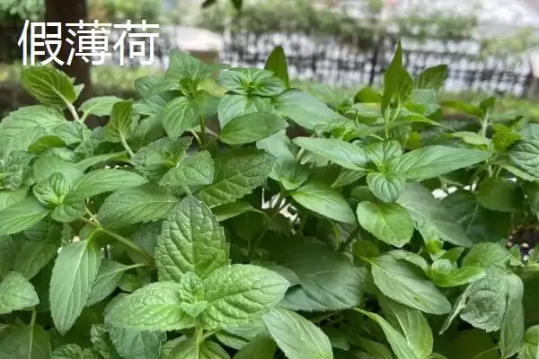 图片[3]-区分真假薄荷的方法和重点？区分真假薄荷要做好哪些细节？-会东网