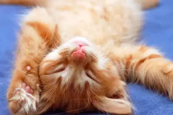 猫流口水的原因是什么 ,猫流口水和口腔病中毒有关吗插图2 猫流口水的原因是什么 ,猫流口水和口腔病中毒有关吗插图2