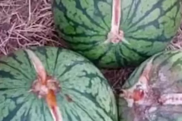 防治西瓜裂瓜的方法和重点？种西瓜要做好哪些细节防裂瓜？插图4