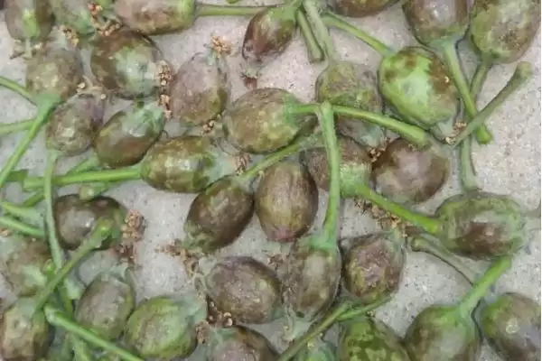 苹果缩果病，分为干斑型、木栓型和锈斑型三种插图2