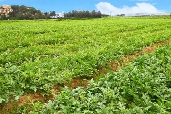 选择能增加西瓜甜度肥料的方法和重点?选西瓜增甜肥料要做好哪些细节?插图1 选择能增加西瓜甜度肥料的方法和重点?选西瓜增甜肥料要做好哪些细节?插图1