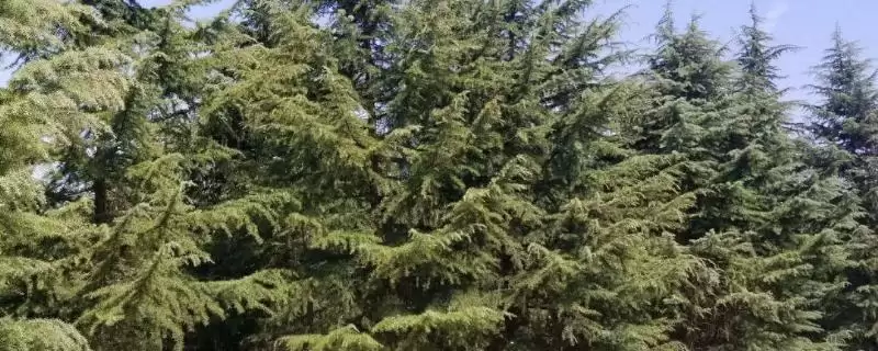 区分雪松和红松的方法和重点？区分雪松和红松要做好哪些细节？-会东网