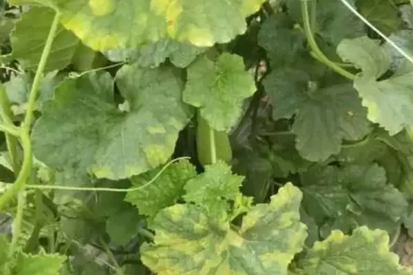 分析甜瓜叶片出现花斑原因的方法和重点?探究甜瓜叶片花斑要做好哪些细节?插图2 分析甜瓜叶片出现花斑原因的方法和重点?探究甜瓜叶片花斑要做好哪些细节?插图2