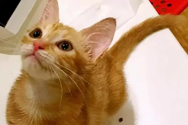 母猫对公猫熟悉需要多长时间呢 ,母猫对公猫通常需 5-7 天来熟悉彼此插图1