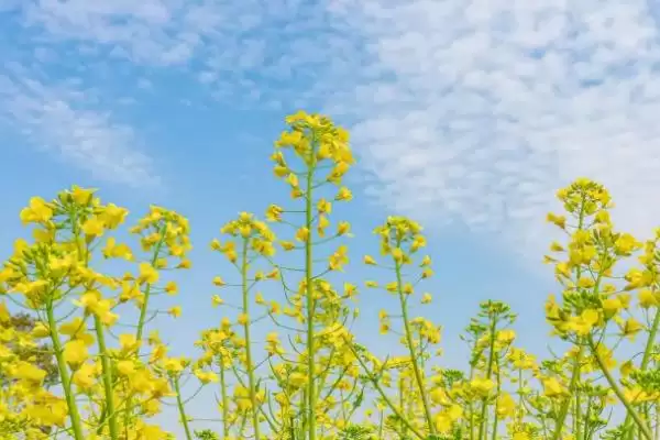 油菜的开花时间，通常在3-4月份开花插图2