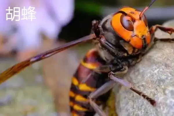 图片[2]-胡蜂和蜜蜂的区别，生物学分类、食物习性均不同-会东网