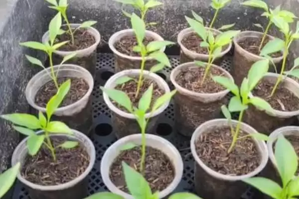 辣椒的种植时间 ,辣椒在春季和秋季种植有何不同?插图5 辣椒的种植时间 ,辣椒在春季和秋季种植有何不同?插图5