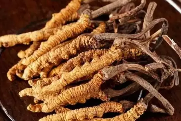 图片[2]-什么是冬虫夏草？了解冬虫夏草要知晓哪些关键的物种特性和价值？-会东网