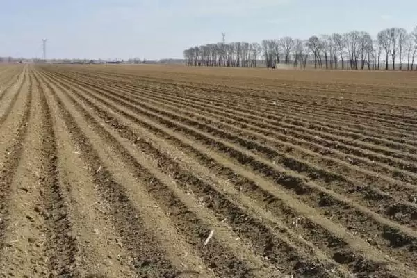 羊角蜜甜瓜种植方法的方法和重点？种羊角蜜甜瓜要做好哪些细节？插图2