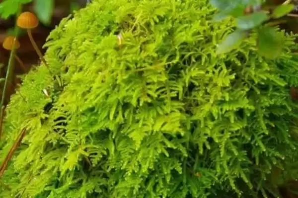 图片[3]-苔藓植物长不高的原因？探究苔藓植物长不高原因要了解哪些植物生理特性？-会东网