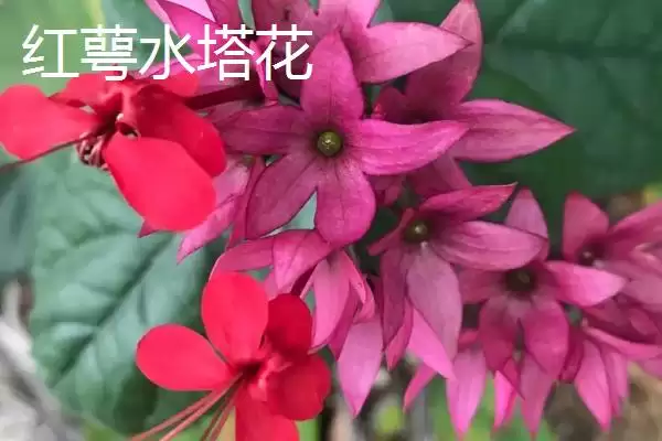 图片[6]-水塔花的种类？认识水塔花种类要了解哪些关键的品种分类和特性要点？-会东网