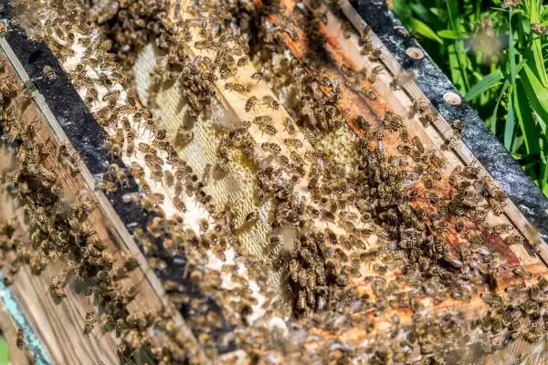 强群失王的表现,往往会焦躁不安插图1 强群失王的表现,往往会焦躁不安插图1