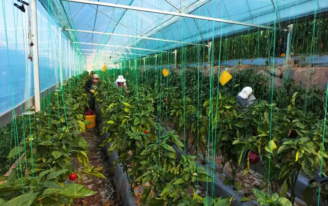 会东鱼山大棚蔬菜示范基地辣椒丰收，家门口就业圈助力移民增收插图5