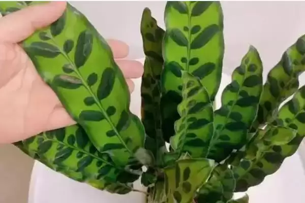 猫眼竹芋要怎么进行养殖呢 ,猫眼竹芋养殖温度保持 20-30℃插图6 猫眼竹芋要怎么进行养殖呢 ,猫眼竹芋养殖温度保持 20-30℃插图6