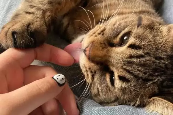 猫咪犯错后会有怎样的表现 ,猫咪犯错常装可怜或躲着观察插图12 猫咪犯错后会有怎样的表现 ,猫咪犯错常装可怜或躲着观察插图12