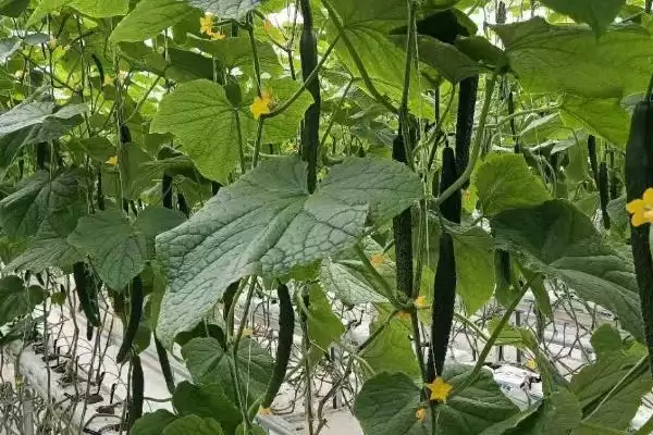 让黄瓜连续结瓜的方法和重点？种黄瓜要做好哪些细节？插图1