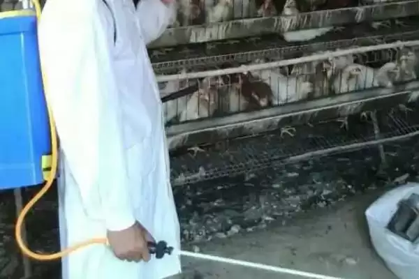 确定养鸡消毒周期的方法和重点?养鸡要做好哪些卫生防疫安排?插图3 确定养鸡消毒周期的方法和重点?养鸡要做好哪些卫生防疫安排?插图3