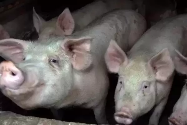 约克夏猪养殖模式的方法和重点？养猪要做好哪些特定品种养殖细节？插图1