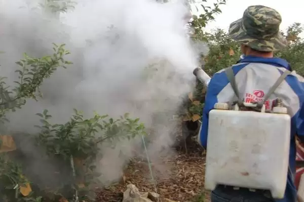 苹果树的叶片变黄如何处理,可采取喷施硫酸亚铁等措施插图4 苹果树的叶片变黄如何处理,可采取喷施硫酸亚铁等措施插图4