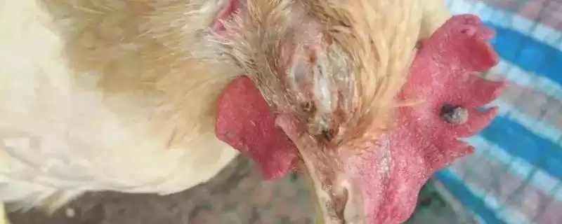 防治鸡痘的方法和重点?养鸡要做好哪些疫病防控措施?-会东网