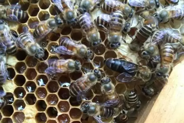 蜂王网购回来后如何介王，关入介王器中并喷洒蜂蜜水、待蜂群接受蜂王后再释放插图2