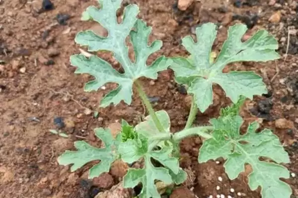 分析西瓜不易坐瓜原因的方法和重点?探究西瓜不易坐瓜要做好哪些细节?插图1 分析西瓜不易坐瓜原因的方法和重点?探究西瓜不易坐瓜要做好哪些细节?插图1