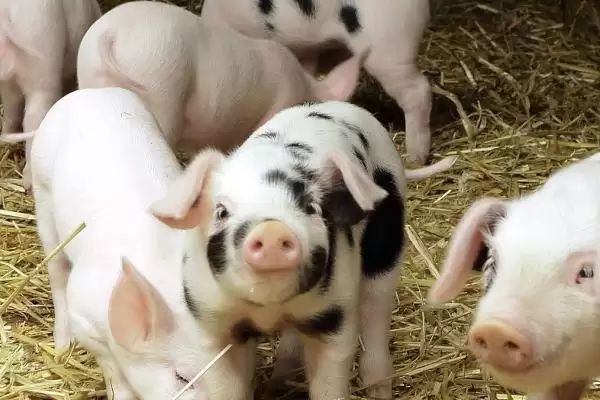 诊断猪呼吸急促病因的方法和重点?养猪要做好哪些健康预警细节?插图1 诊断猪呼吸急促病因的方法和重点?养猪要做好哪些健康预警细节?插图1