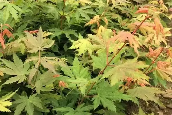 图片[2]-色木槭栽培技术？栽培色木槭要遵循哪些科学的栽培方法和要点？-会东网