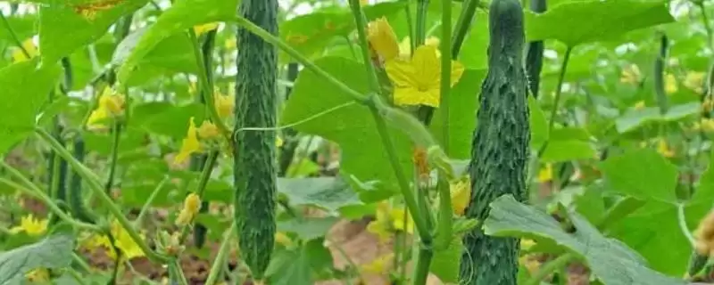 避免黄瓜产生苦味的方法和重点?种黄瓜防苦味要做好哪些细节?-会东网
