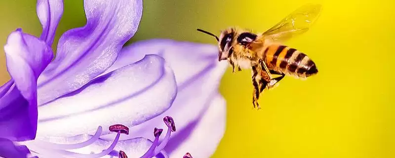 强群失王的表现,往往会焦躁不安插图 强群失王的表现,往往会焦躁不安插图